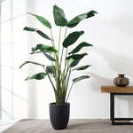 Bird of Paradise, 75"