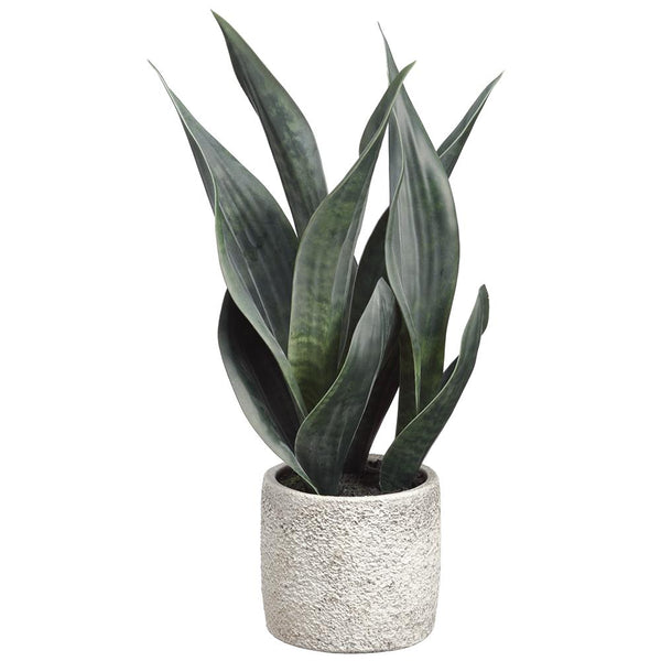 15" Sansevieria Plant in Cement Pot Two Tone Green