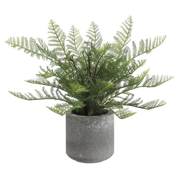 Lace Fern In Cement Pot, Green, 15"