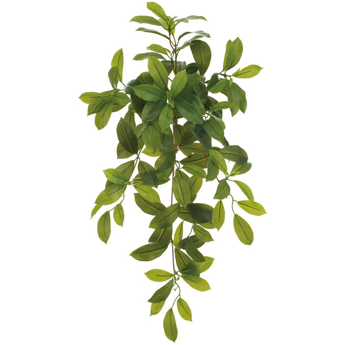 Hanging Ficus Leaves, 24"