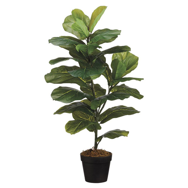 Fiddle Leaf Plant, 31.5"