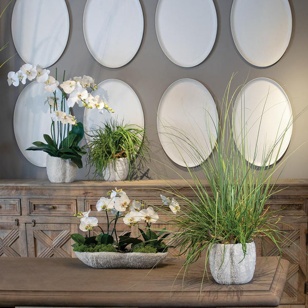 White Phalaenopsis/Skimmia in Coral Vase, 14.5"H