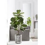 Fiddle Leaf in Zinc Planter, 58"