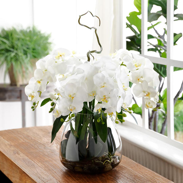 Cream Phalaenopsis Orchid in Glass Vase, 26"H