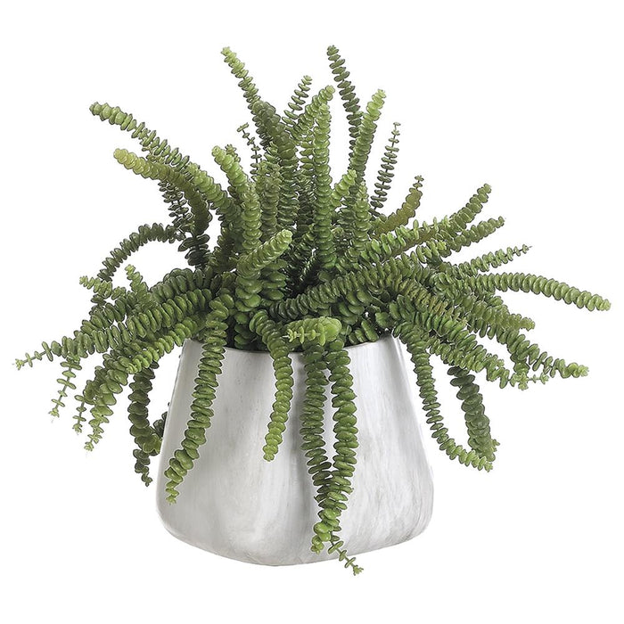 Money Succulent in Pot, 17"