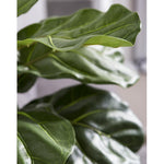 Fiddle Leaf in Zinc Planter, 58"
