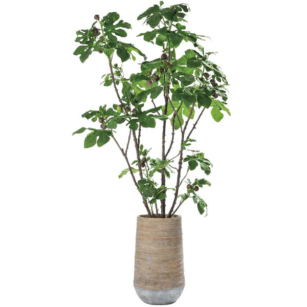Fig Tree in Cement Planter, 90"H x 48"W x 48"L