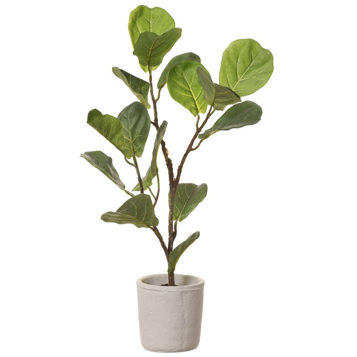 Fiddle Leaf Plant, 27"