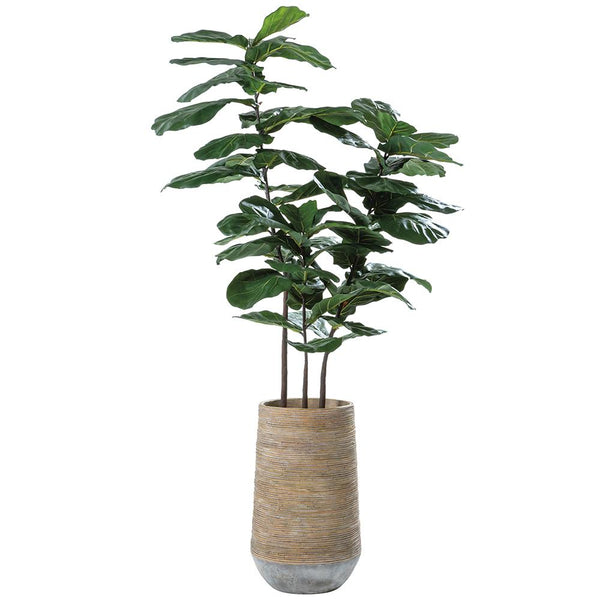 Fiddle Leaf Tree in Cement Pot, 80"