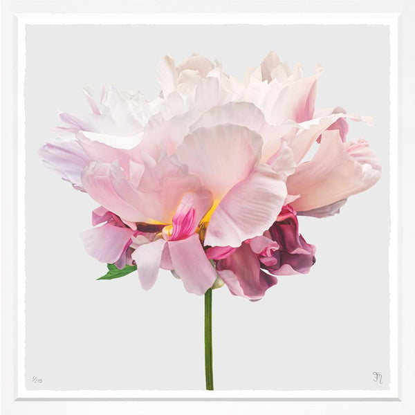 Radiant Flowers On White, 42" x 42"