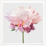 Radiant Flowers On White, 42" x 42"