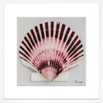 Shell Collection VII, 28" x 28"
