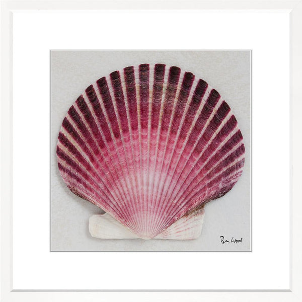 Shell Collection IX, 28" x 28"