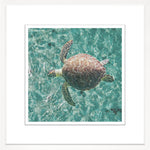 Green Sea Turtle, 29" x 29"