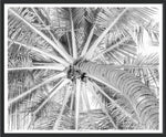 Caribbean Palms II, 37"H x 44"W