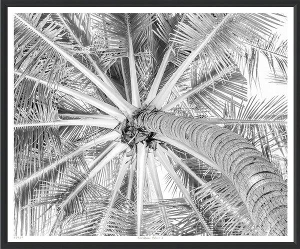 Caribbean Palms II, 37"H x 44"W