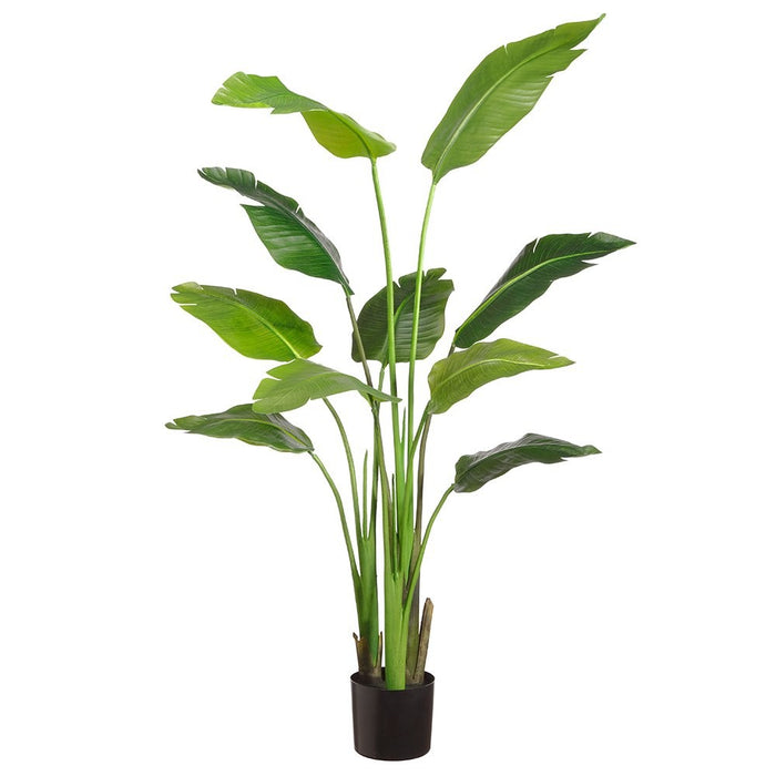 Traveller Palm Plant, 60"