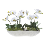 White Phalaenopsis/Skimmia in Coral Vase, 14.5"H