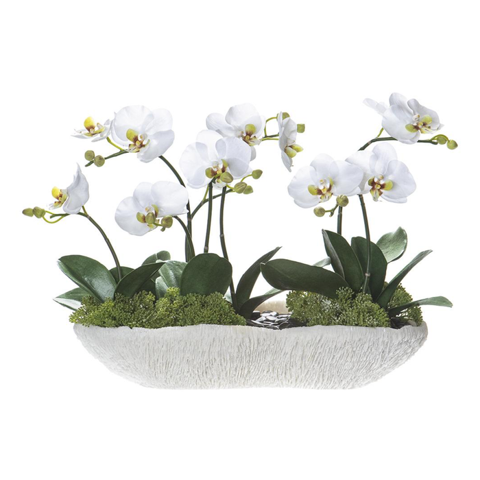 White Phalaenopsis/Skimmia in Coral Vase, 14.5"H