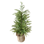 York Norfolk Pine Tree, 30"H