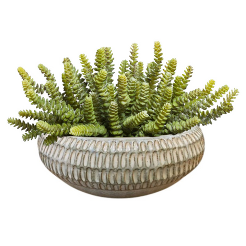 Donkey Tail Succulent in Glazed bowl