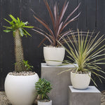 Newport White Pot, 10"