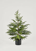 Artificial Norfolk Pine Tree - 36"