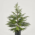 Artificial Norfolk Pine Tree - 36"