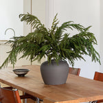 Real Touch Norfolk Pine Branch, 36"