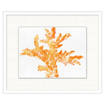 Colorful Coral 9, 23.5"W x 19.5"H