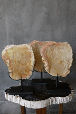 Petrified Wood Slab on Stand