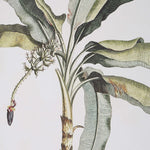 Banana Palm Framed Prints S/2, 25"W X 35"H