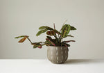 Glazed Terracotta Planter with Hand Painted Lines