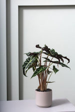 Kendall Pot, Grey, 3 Sizes