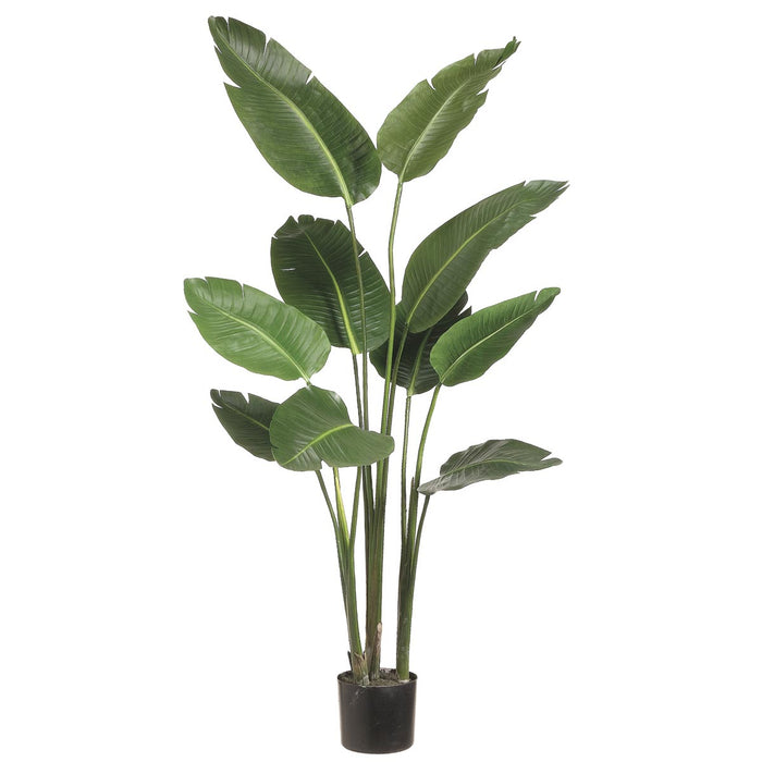 Bird of Paradise Plant in Plastic Pot, Green - 60"