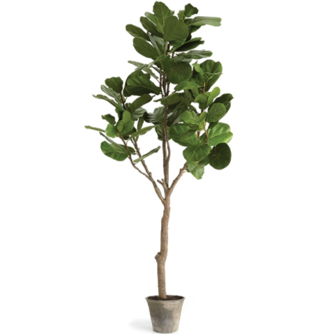 Fiddle Leaf Fig Tree Potted 79"