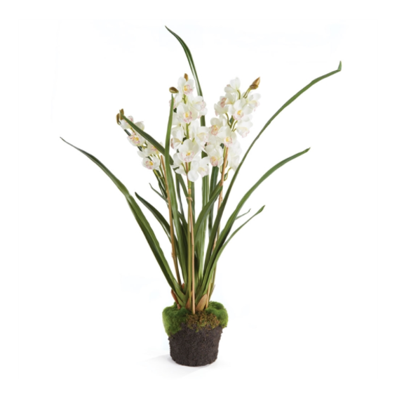 Cymbidium Orchid x3 Drop-in, 36"
