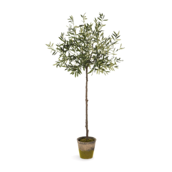Olive Tree in Moss Pot, 69"