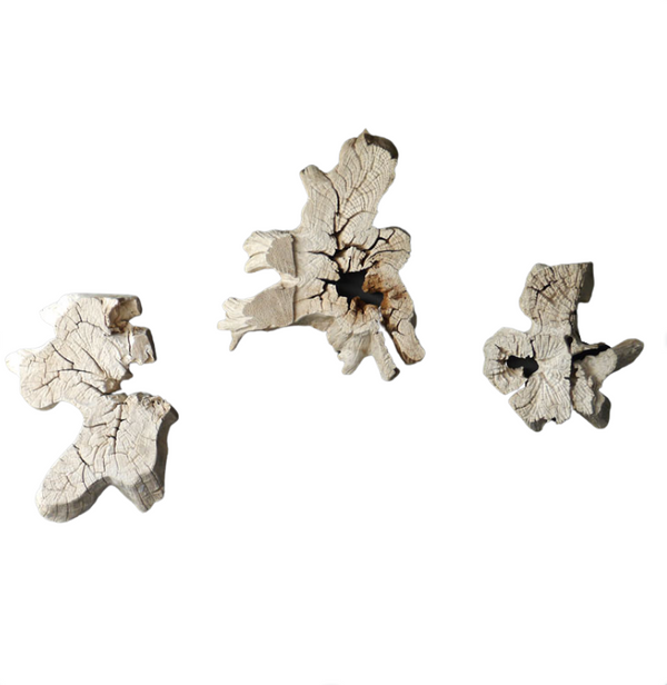 Assorted Weathered Teak Root Forms, Sold Individually