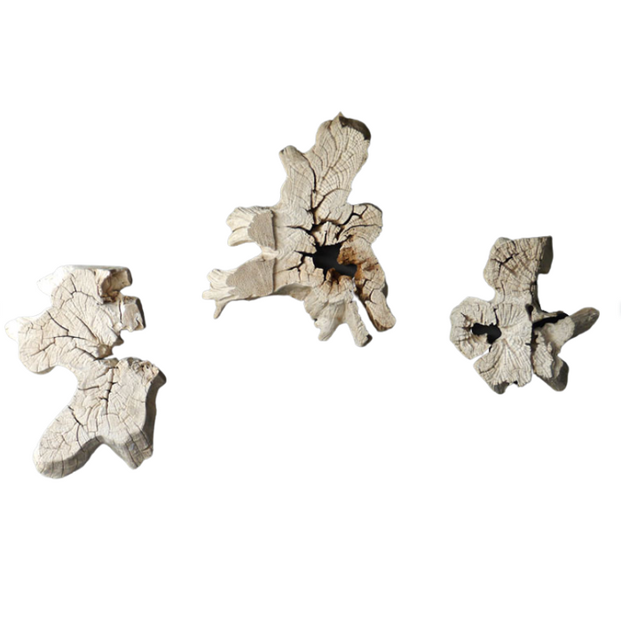 Assorted Weathered Teak Root Forms, Sold Individually