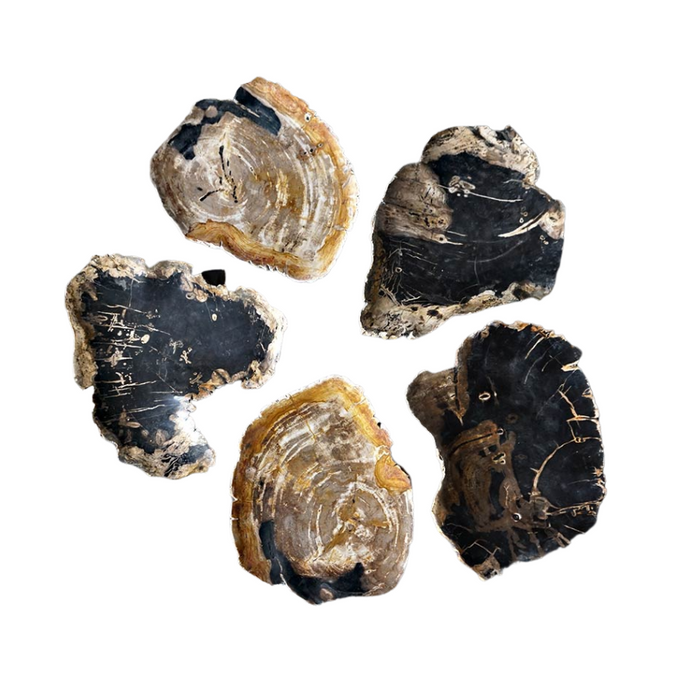 Petrified Tray, Large