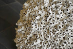 Barnacle Urn