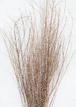 Dried Hoary Willow Branch Bundle, 20-30"