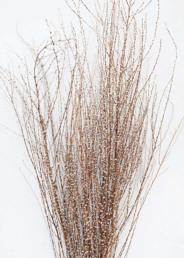Dried Hoary Willow Branch Bundle, 20-30"