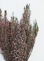 Naturally Preserved Heather Flowers in Pink, 15-20"