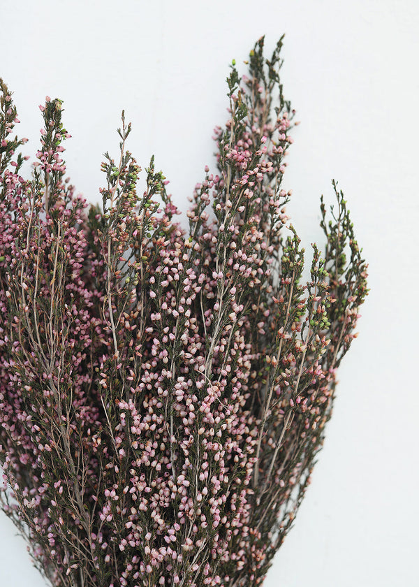 Naturally Preserved Heather Flowers in Pink, 15-20"