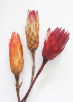 Natural Protea Repens in Orange Pink, Set of 3, 13-15"