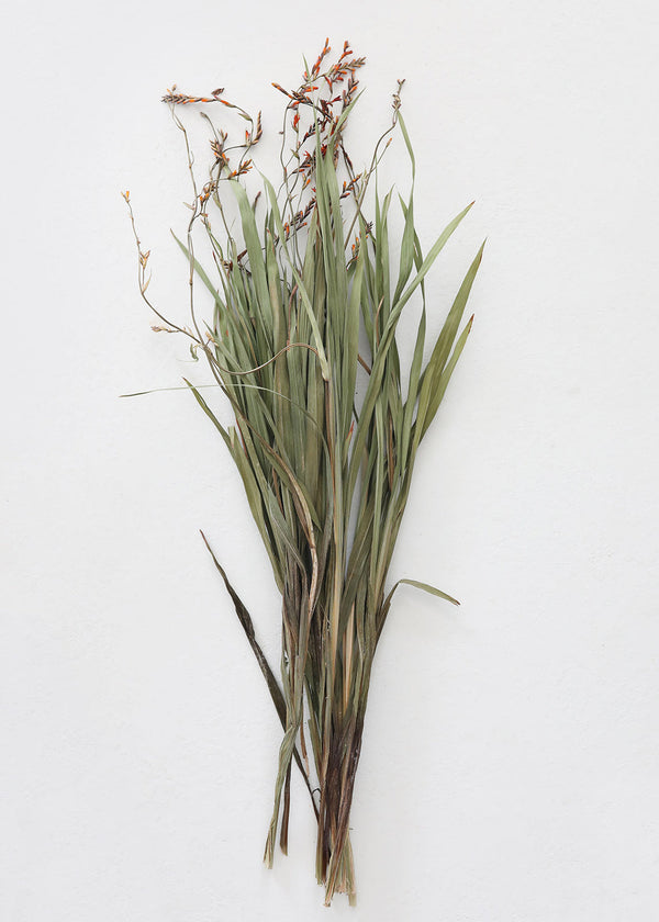 Dried Renanthera Orchid Grass with Orange Buds, 22-28"