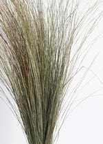 Preserved Green Dune Grass Bundle, 36"