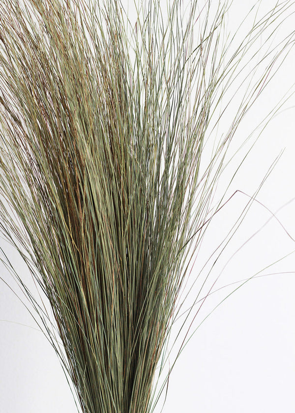 Preserved Green Dune Grass Bundle, 36"